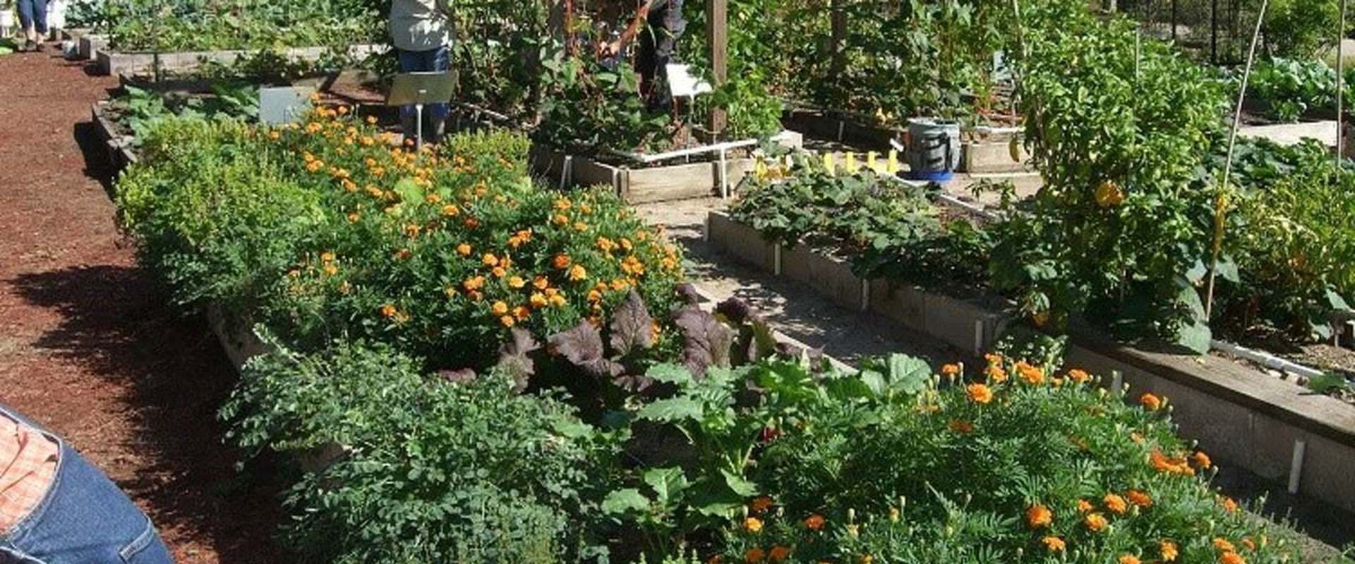 Creating a Vegetable Garden in Conroe, Texas: What Plants to Choose