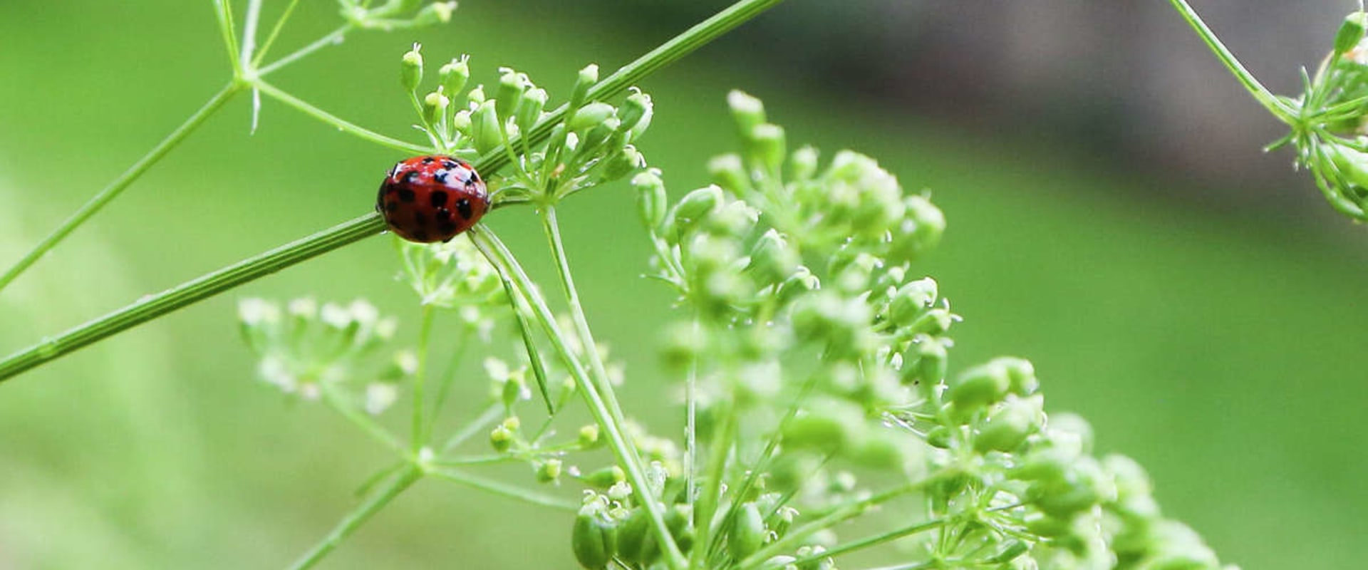 Attract Beneficial Insects to Your Garden in Conroe, Texas