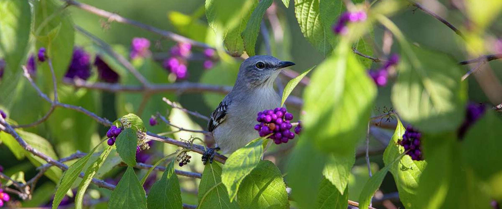 Attracting Birds to Your Garden in Conroe, Texas