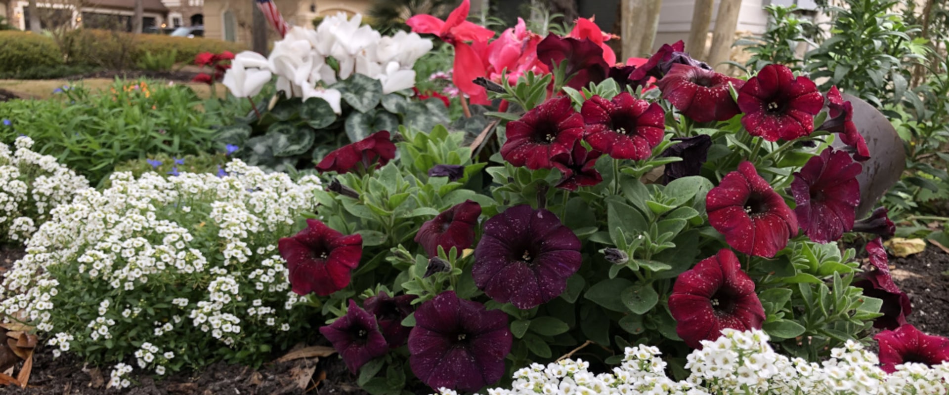 Gardening in Conroe, Texas: The Best Plants to Grow
