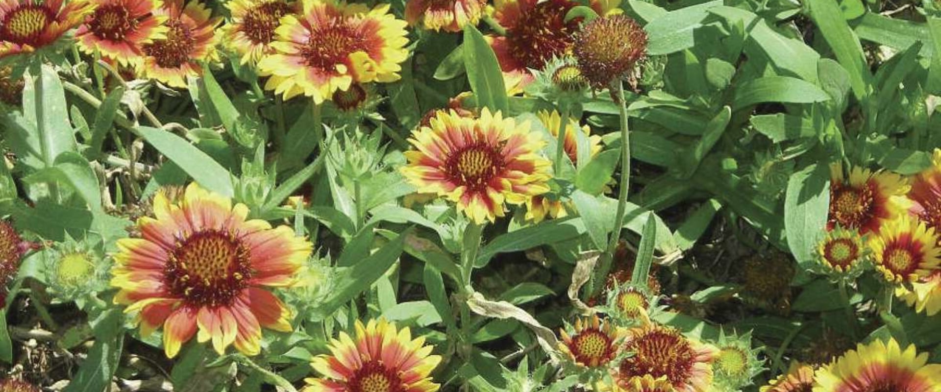 Discover the Native Plants and Flowers of Conroe, Texas