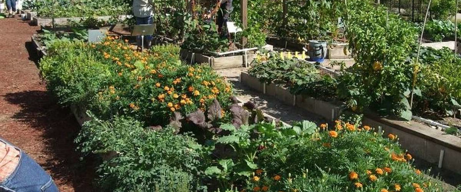 Gardening Resources in Conroe, Texas: Where to Start