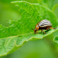Creating a Garden Oasis for Beneficial Insects in Conroe, Texas