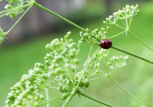 Attract Beneficial Insects to Your Garden in Conroe, Texas