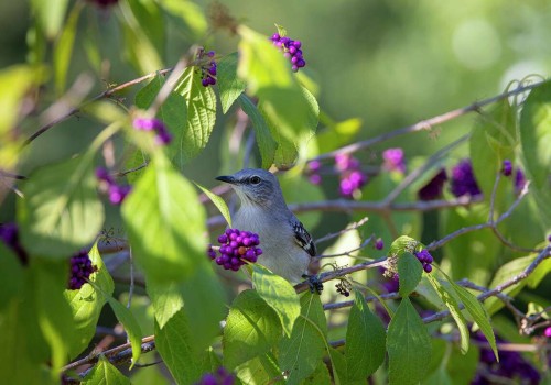 Attracting Birds to Your Garden in Conroe, Texas