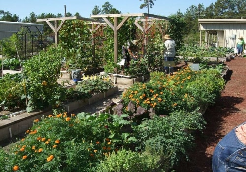 Companion Plants for a Garden in Conroe, Texas: A Guide for Texas Gardeners