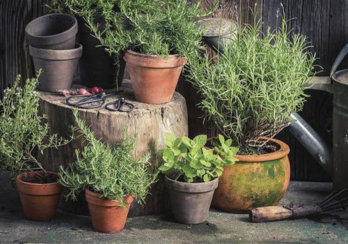 Growing a Herb Garden in Conroe, Texas: Expert Tips and Tricks