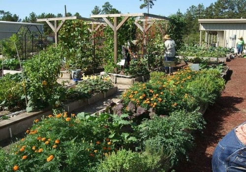 Gardening Resources in Conroe, Texas: Where to Start